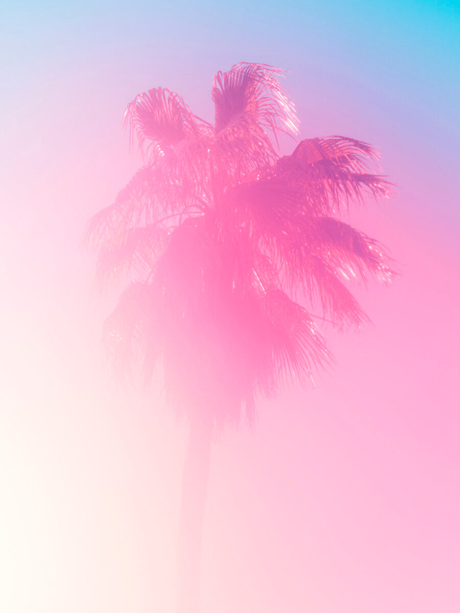 Palm 10 Turks and Caicos by Tommy Kwak