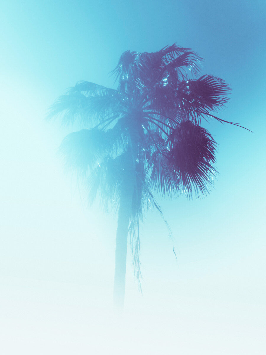 Palm Turks and Caicos by Tommy Kwak