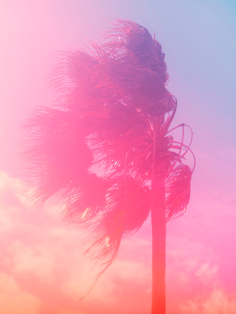 Palm 6 Turks and Caicos by Tommy Kwak