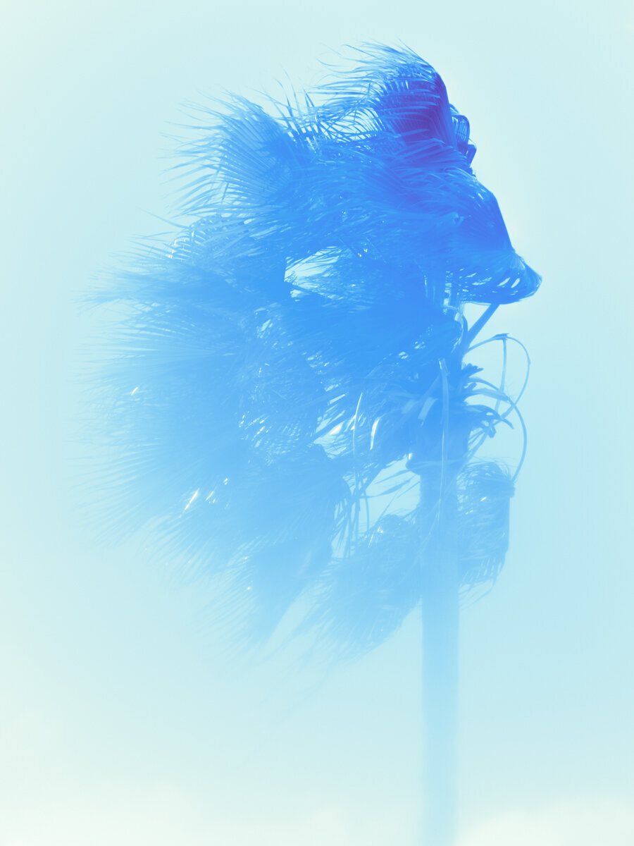 Palm 12 Turks and Caicos by Tommy Kwak