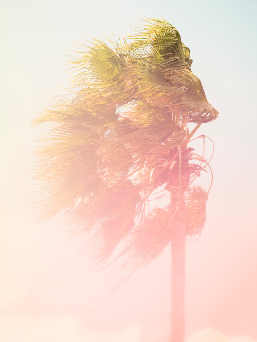 Palm 9 Turks and Caicos by Tommy Kwak