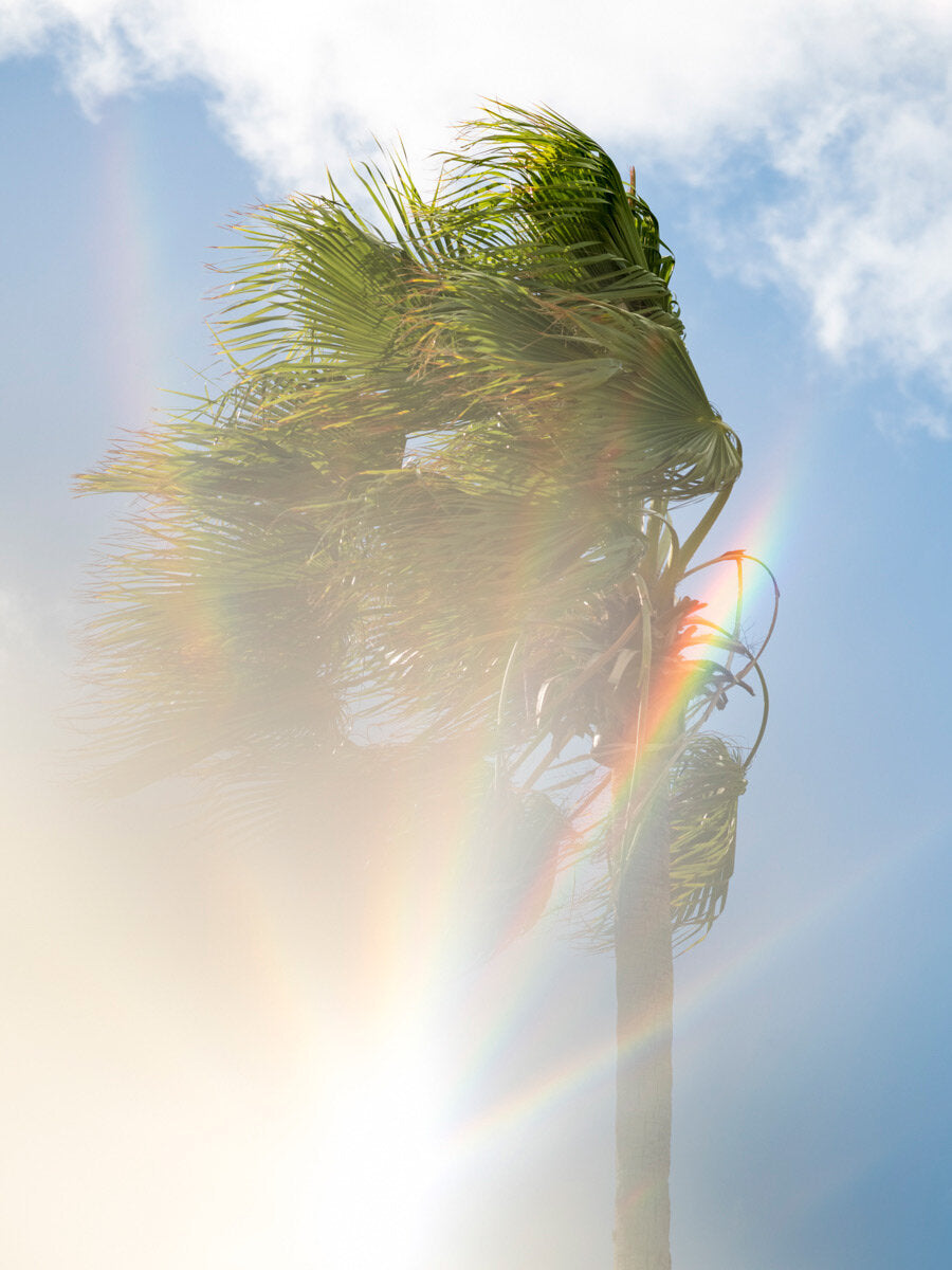 Palm 4 Turks and Caicos by Tommy Kwak