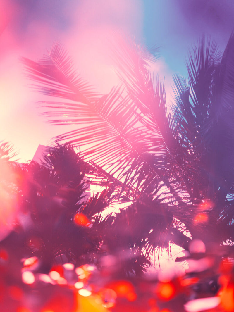 Palm Tree Miami by Tommy Kwak