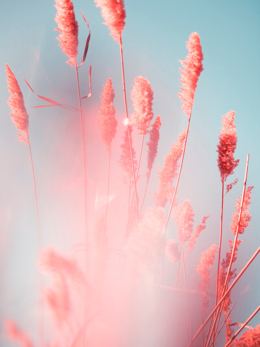 Wetland grass 3 Jamaica Bay, NY by Tommy Kwak