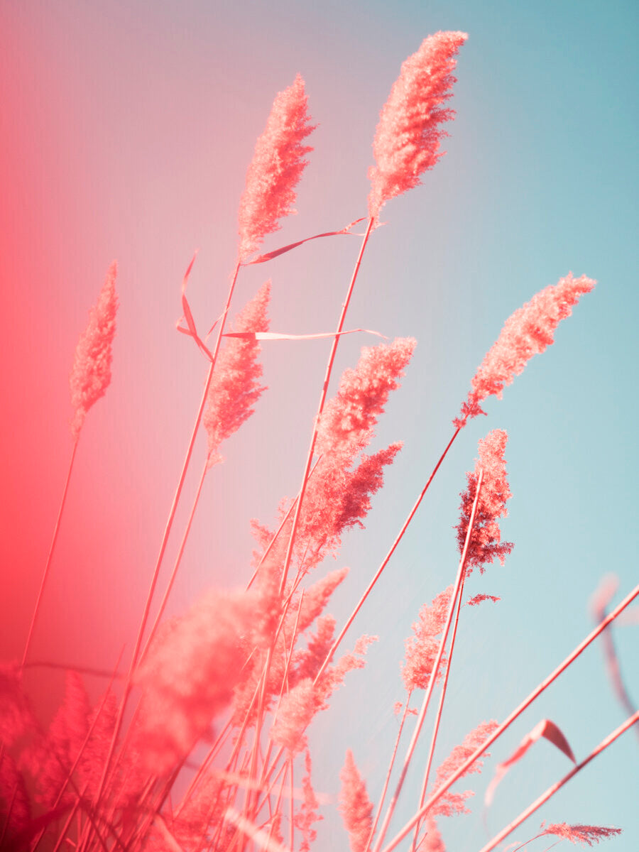 Wetland grass 4 Jamaica Bay, NY by Tommy Kwak
