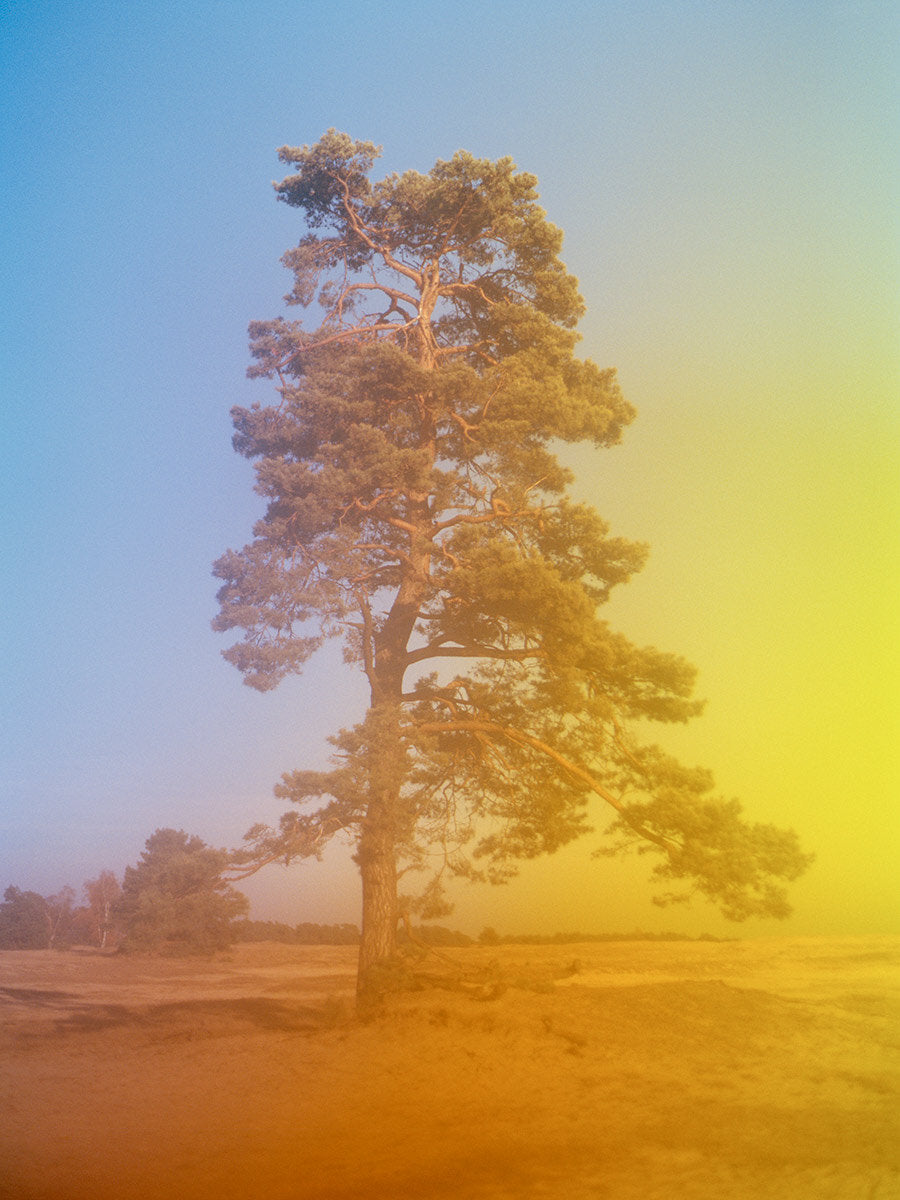 Tree Hoge Veluwe, Netherlands by Tommy Kwak
