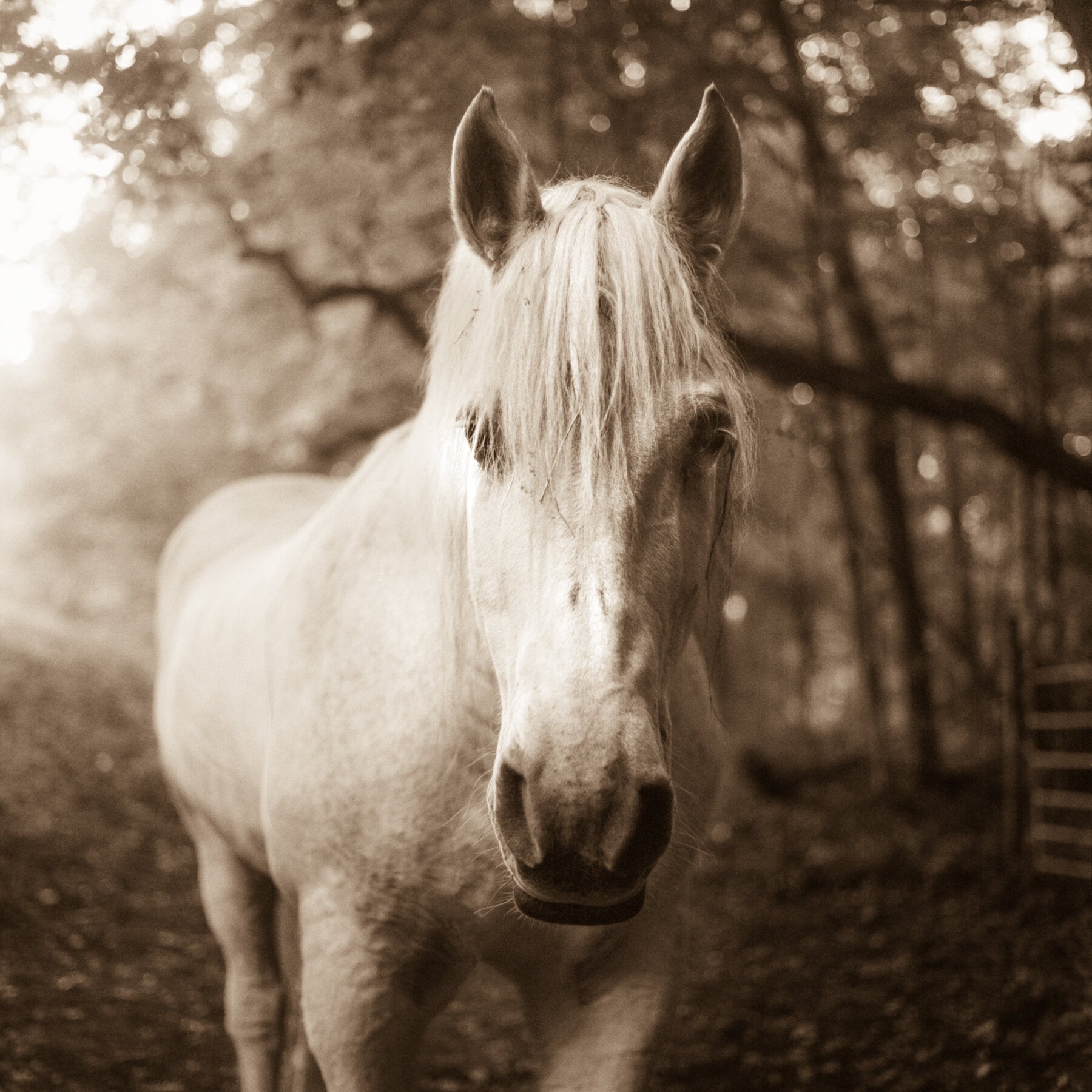 White Horse by Valerie Shaff