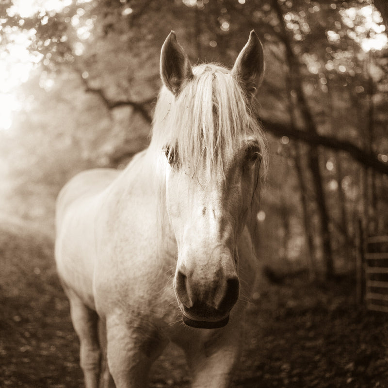 White Horse by Valerie Shaff